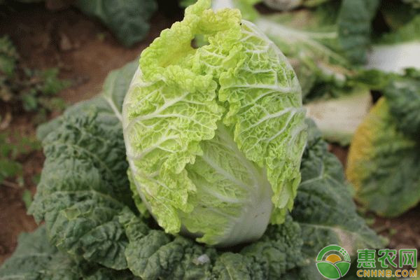 無公害苗用型大白菜早春露地栽培技術(shù)規(guī)程