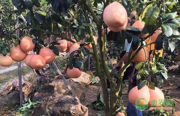 三紅蜜柚的市場前景及高效種植技術