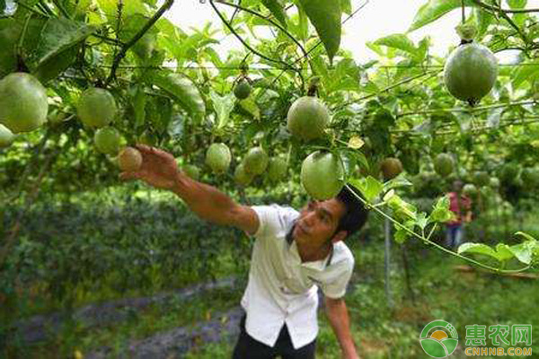 百香果除草方式