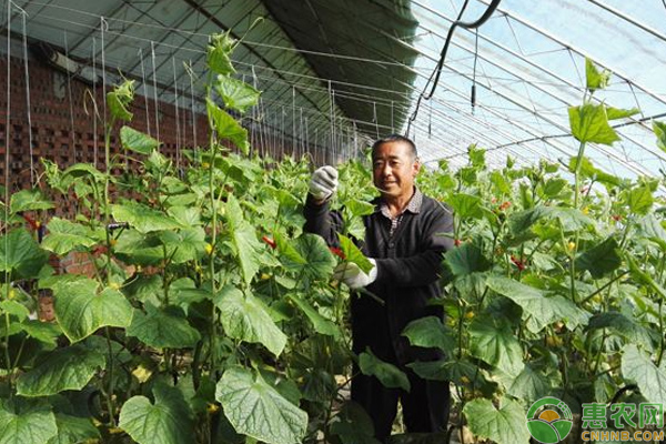 淺談寒地棚室蔬菜栽培技巧