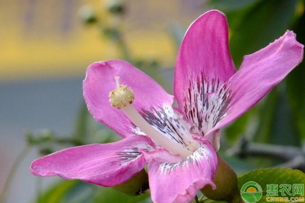 淺談美人樹(shù)栽培養(yǎng)護(hù)技巧