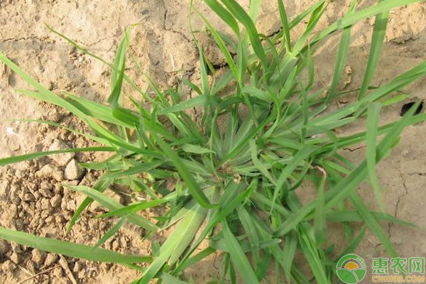 淺談農(nóng)作物牛筋草斬草除根技巧