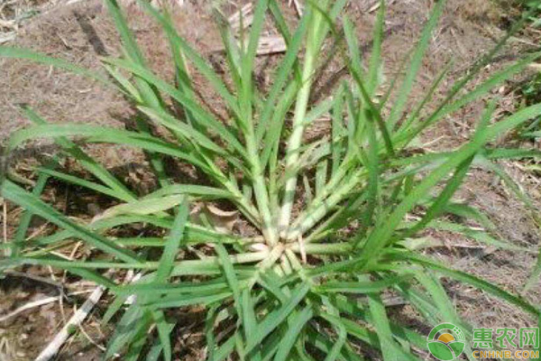 牛筋草怎么除？淺談農(nóng)作物牛筋草斬草除根技巧