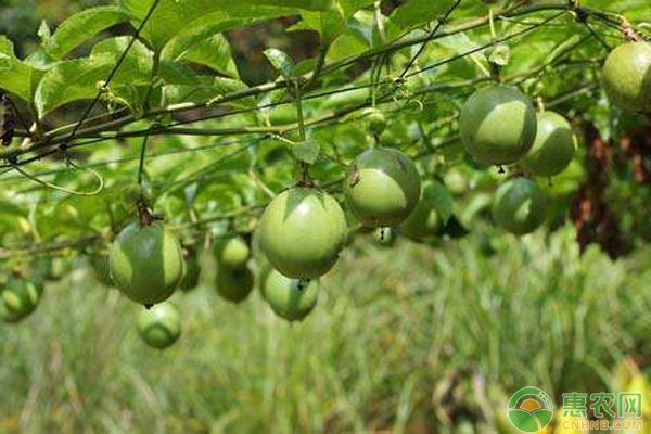 百香果除草方法