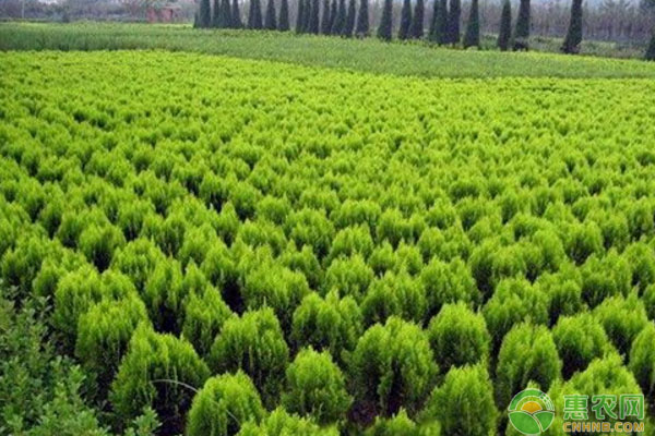 北方地區(qū)園林植物病蟲害管理與控制