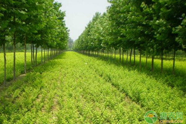 北方地區(qū)園林植物病蟲害管理與控制