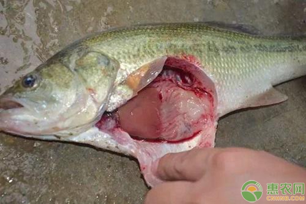 加州鱸魚常出現(xiàn)這5大疾病
