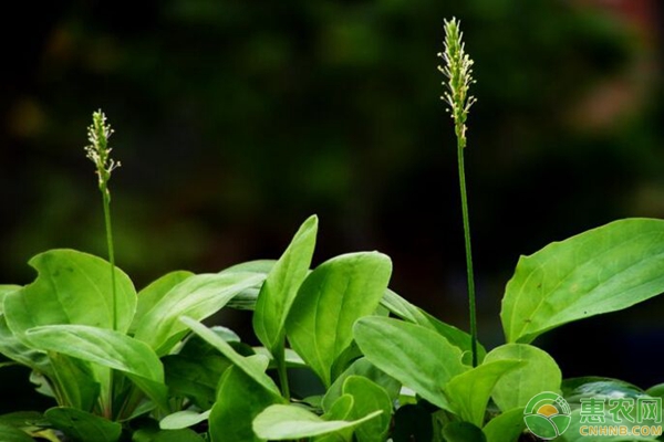 除草劑特性總結(jié)