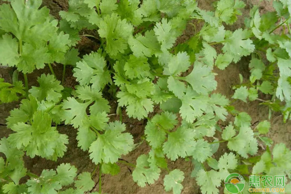香菜種植出苗快做法
