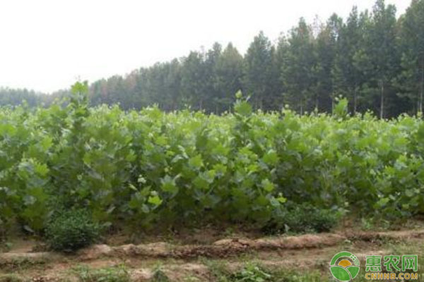北方地區(qū)園林植物病蟲害管理與控制