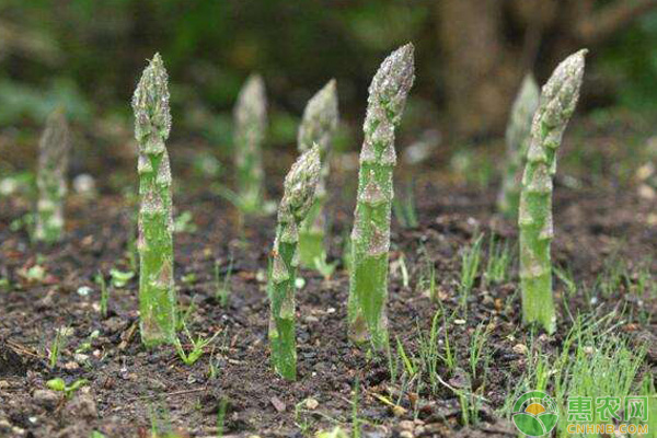 芦笋种植技巧