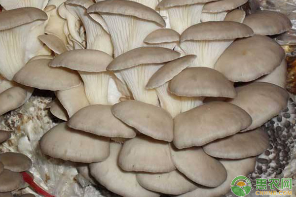 林下平菇技術(shù)