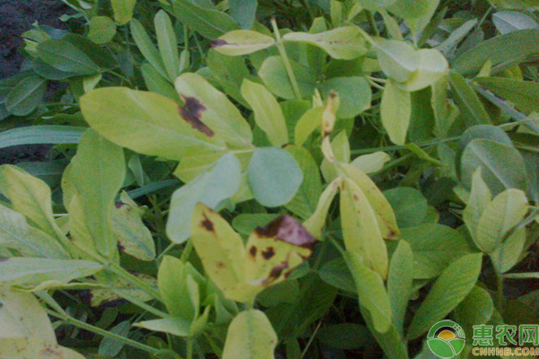 <a href='http://www.iweekee.cn/t/194224.html' class='j-href' target='_blank'><span style='color:#FF8001'>花生黃葉</span></a>