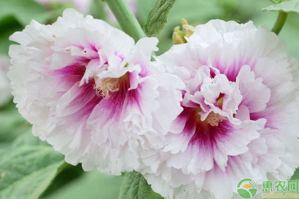 蜀葵栽培養(yǎng)護(hù)技巧