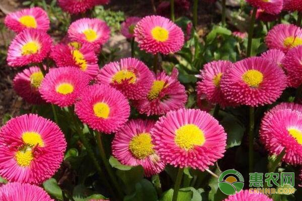 太陽花養(yǎng)殖方法