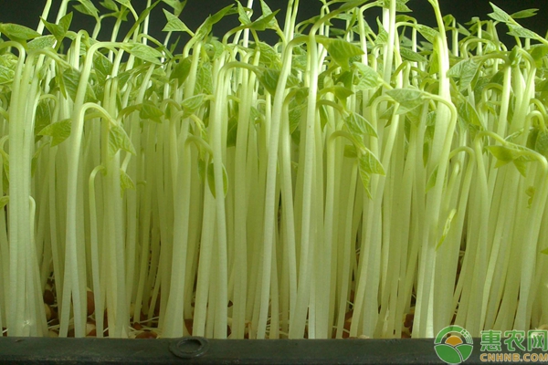 陽臺(tái)種菜