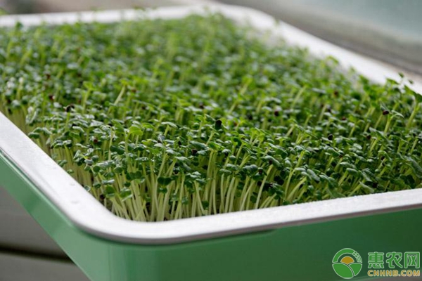 陽臺(tái)種菜方法