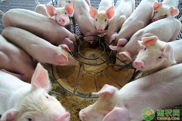 養(yǎng)豬戶注意問題