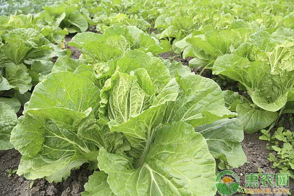 大白菜種植如何防治蟲害？這招土方法，白菜高產(chǎn)還無公害