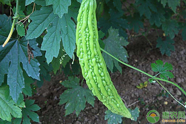 苦瓜的種植時間、種植方法及功效介紹