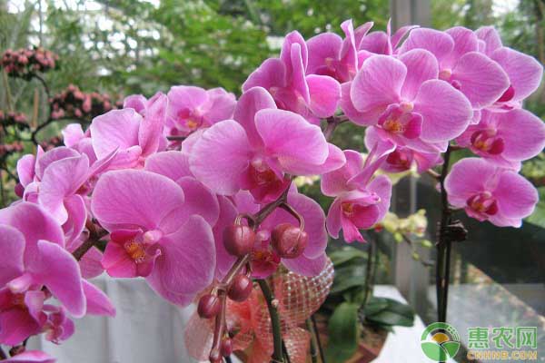 蝴蝶蘭母本栽培管理及病蟲害防治
