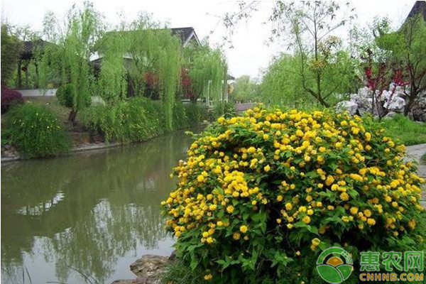 棣棠栽植管理方法及病蟲害防治