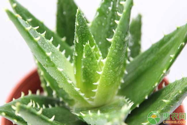 蘆薈種植