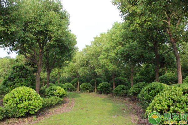 立秋后苗圃怎么養(yǎng)護？