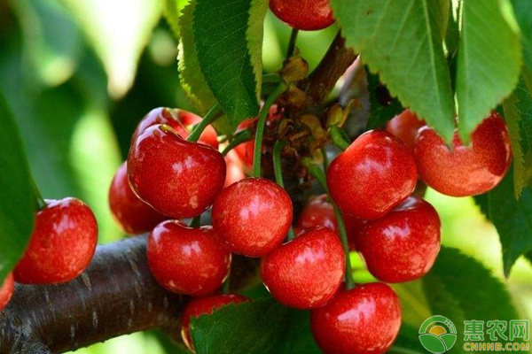 大櫻桃怎么種能高產(chǎn)？大櫻桃高產(chǎn)栽培技術(shù)及病蟲害防治方法