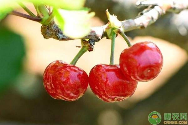 大櫻桃高產(chǎn)栽培技術(shù)及病蟲害防治方法