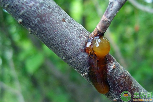 水蜜桃流膠病怎么防治？