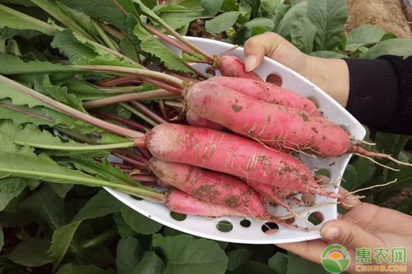 小五櫻蘿卜種植要點(diǎn)
