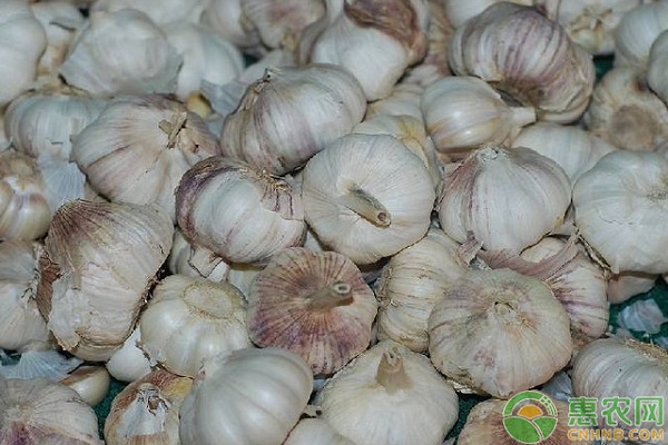 大蒜—三櫻椒—玉米間作套種栽培管理技術(shù)
