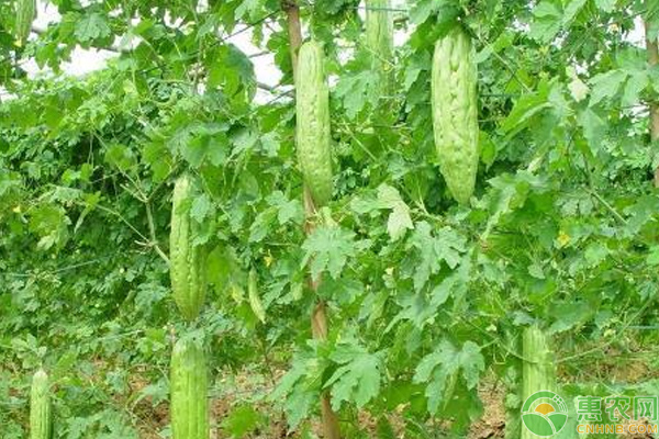 苦瓜栽培搭架、整枝、除草培土技巧