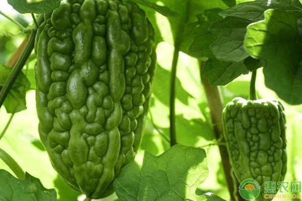 苦瓜怎么栽培？苦瓜栽培搭架、整枝、除草培土技巧