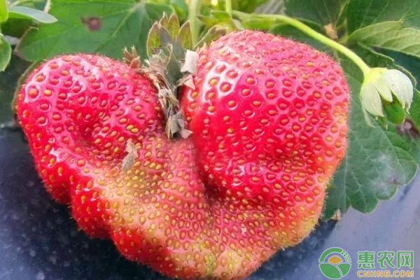 草莓如何種植？草莓高產的種植方法及管理