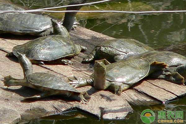 甲魚如何外塘養(yǎng)殖？甲魚外塘養(yǎng)殖的三個技術(shù)要點