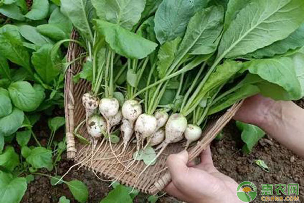 白玉蘿卜種植介紹