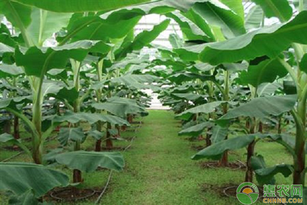香蕉種植怎么管理？香蕉定值后苗期栽培管理技術