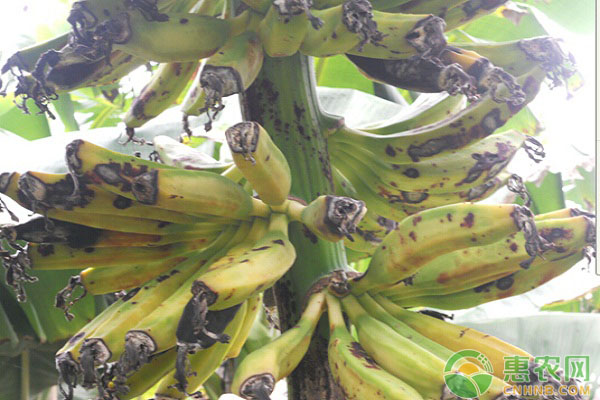 香蕉種植怎么管理？香蕉定值后苗期栽培管理技術