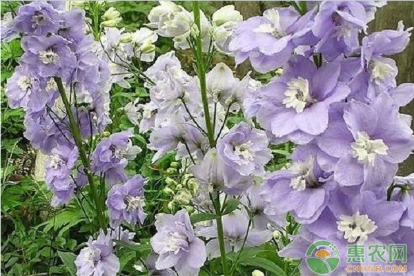 飛燕草什么時(shí)候播種？飛燕草的養(yǎng)殖管理方法