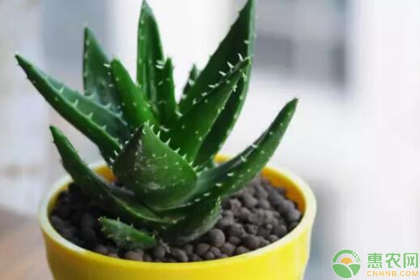 辦公室綠植的TOP排行榜