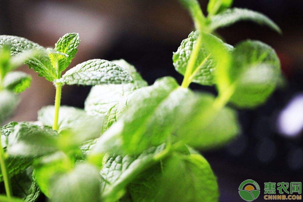 辦公室綠植的TOP排行榜