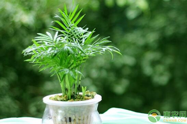 辦公室綠植的TOP排行榜