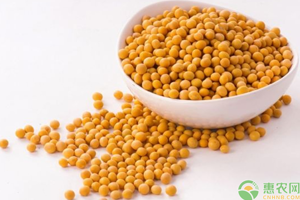 大豆倒伏如何處理？大豆倒伏的原因及應(yīng)對(duì)措施