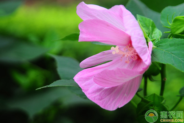 芙蓉葵怎么栽培？芙蓉葵栽培養(yǎng)護要點