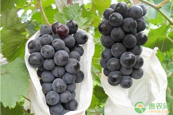 葡萄什么時(shí)候嫁接好？葡萄嫁接常用哪種嫁接方法？