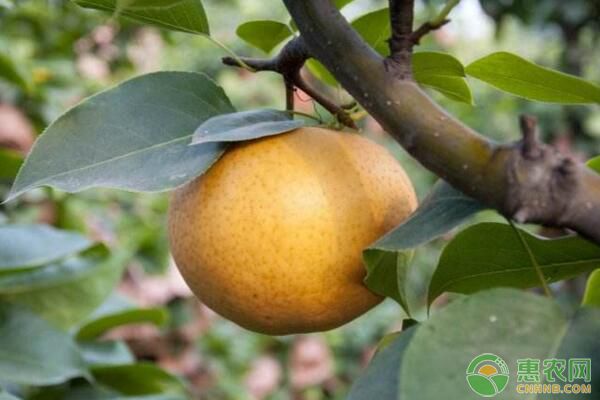 基金項目：南方梨產區(qū)貼干拉枝效應與操作技術