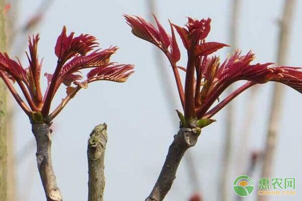 基金項目：紅油椿山區(qū)坡地溫室栽培技術(shù)