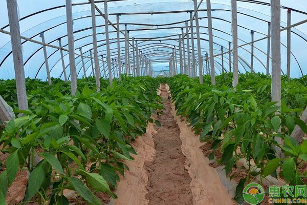 溫室辣椒種植怎么安全越冬？北方地區(qū)溫室辣椒越冬茬栽培技巧